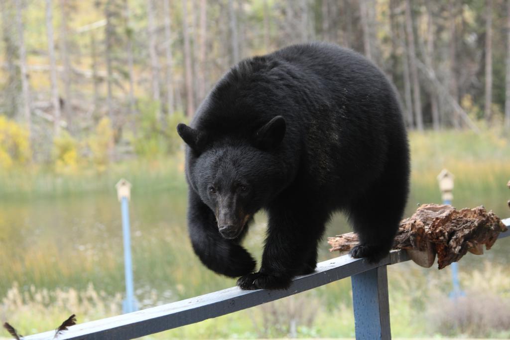 Lac Le Jeune Resort & Nature Centre Камлупс Екстериор снимка