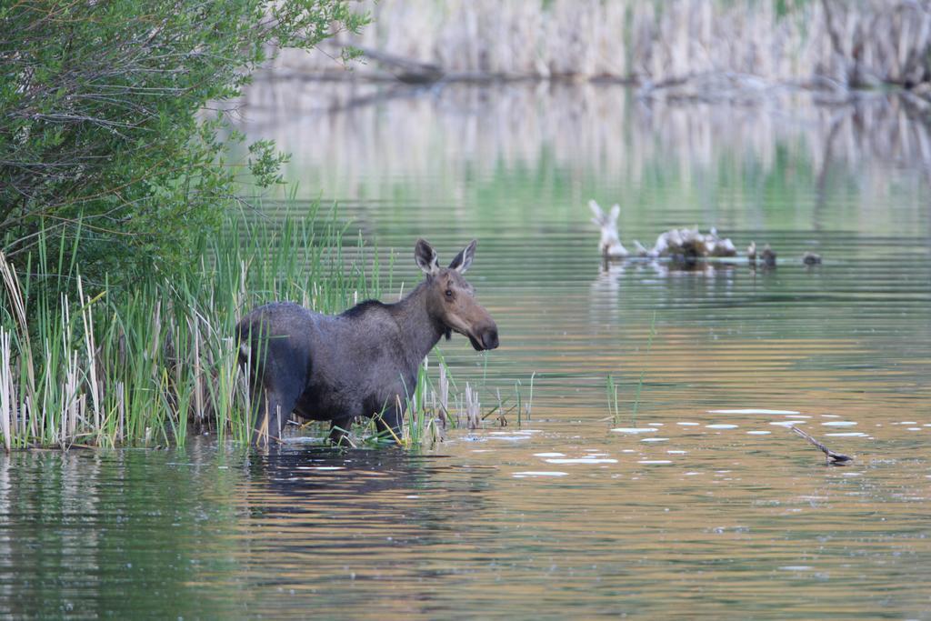 Lac Le Jeune Resort & Nature Centre Камлупс Екстериор снимка